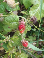 Rubus × loganobaccus