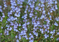 Lobelia feayana