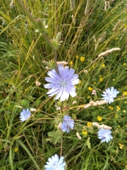 Cichorium intybus