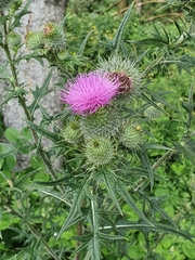 Cirsium vulgare