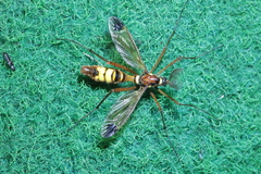 Ctenophora ornata