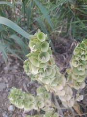 Moluccella laevis