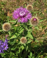 Centaurea phrygia pseudophrygia