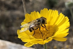 Copestylum apiciferum