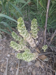 Moluccella laevis