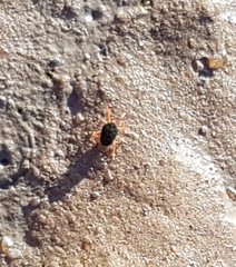 Halotydeus destructor