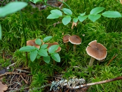 Cortinarius obtusus