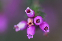 Erica cinerea