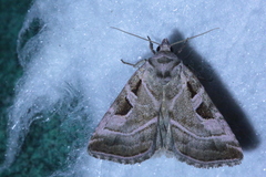 Eucarta virgo