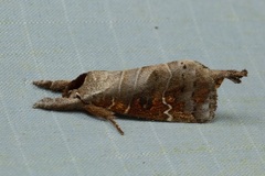 Clostera bramah