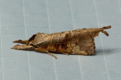 Clostera bramah
