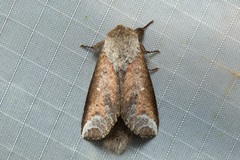 Disparia sundana