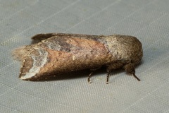 Disparia sundana