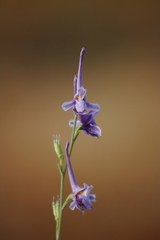Delphinium gracile