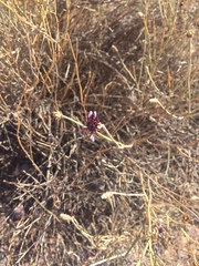 Aphyllocladus spartioides