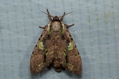 Oxoia smaragdiplena