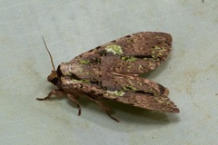 Oxoia smaragdiplena