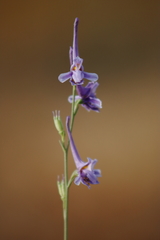 Delphinium gracile