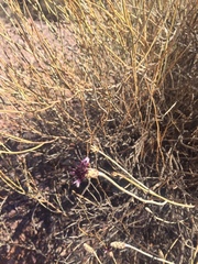 Aphyllocladus spartioides