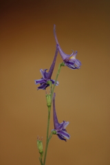 Delphinium gracile