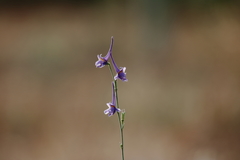 Delphinium gracile