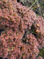 Drosera schmutzii