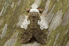 Syntypistis viridimaculata