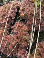 Drosera schmutzii