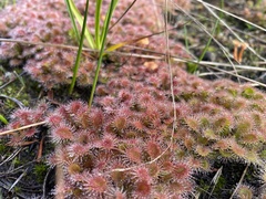 Drosera schmutzii