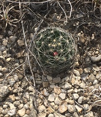 Escobaria missouriensis