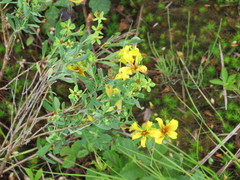 Hypericum kalmianum
