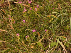 Centaurium portense