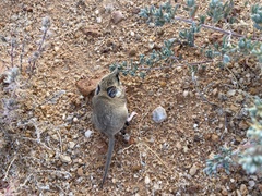 Sminthopsis crassicaudata