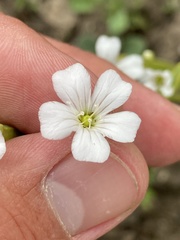 Gypsophila elegans