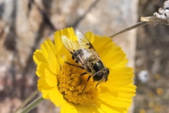 Copestylum apiciferum