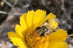 Copestylum apiciferum