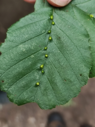 alder vein angle gall, 3985 Werkhoven, Nederland, photo 8 of 10