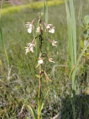Epipactis palustris