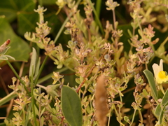 Linaria polygalifolia