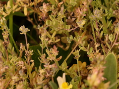 Linaria polygalifolia