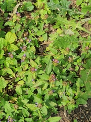 Prunella vulgaris