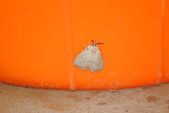 Chrysopoloma crawshayi
