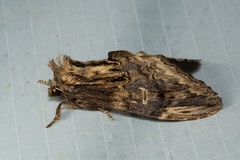 Semidonta nigribasis