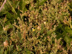 Linaria polygalifolia