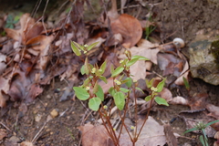 Euphorbia mercurialina