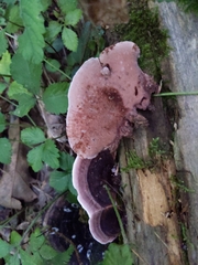 Nigroporus vinosus