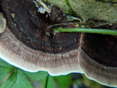 Nigroporus vinosus