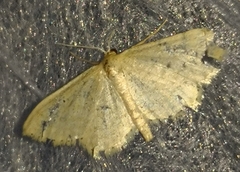 Idaea sylvestraria