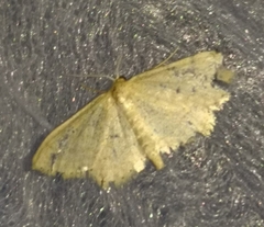 Idaea sylvestraria