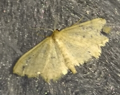 Idaea sylvestraria